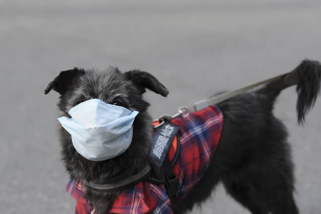 一只宠物狗出去散步，在中国安海岛的Hefei戴口罩。信用：PA“width=