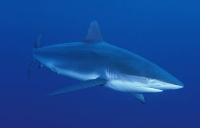 公牛鲨的库存图像。信用：PA