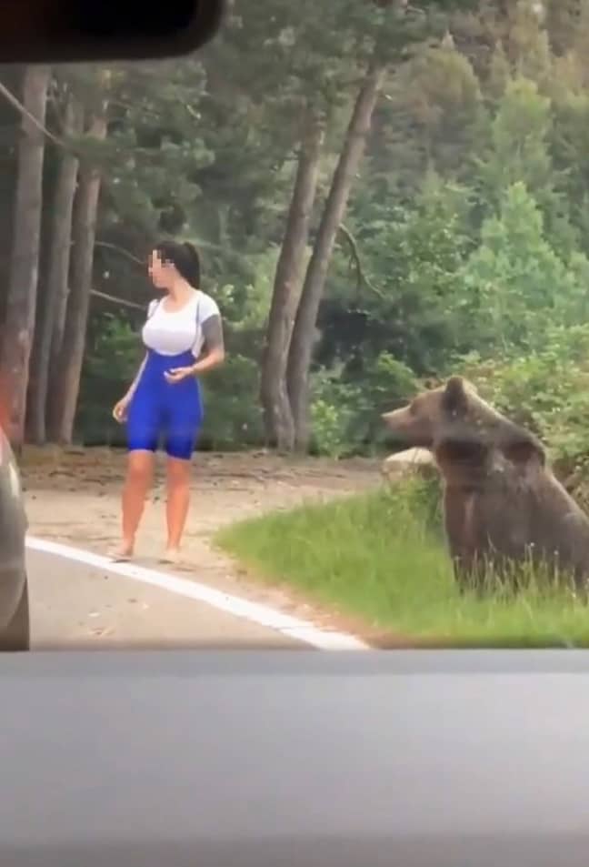 那个女人从车上走了，走近了熊。学分：tiktok/@alessandrobacaoanu