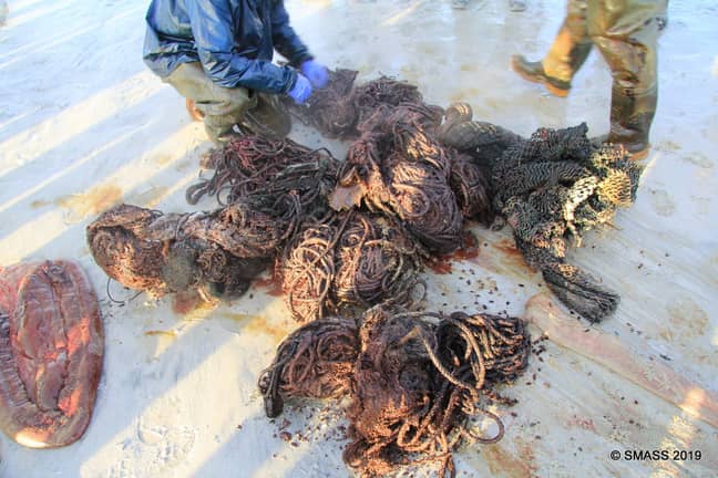 他们尚未确定碎片是否导致其死亡，但专家关注水域中的塑料量。信贷：苏格兰海洋动物绞线计划