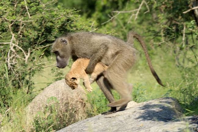 当狒狒把幼崽聚集在一起时，这群狒狒震惊地看着。信贷:满足