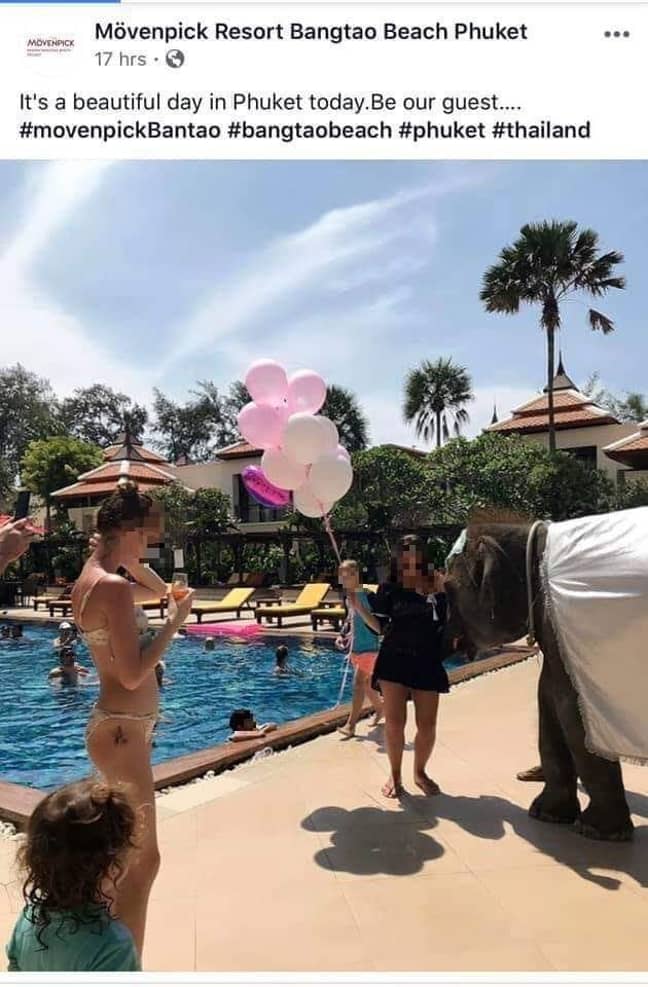 这张照片似乎显示一头大象被迫在聚会上娱乐。信用：MövenpickResort Bangtao Beach