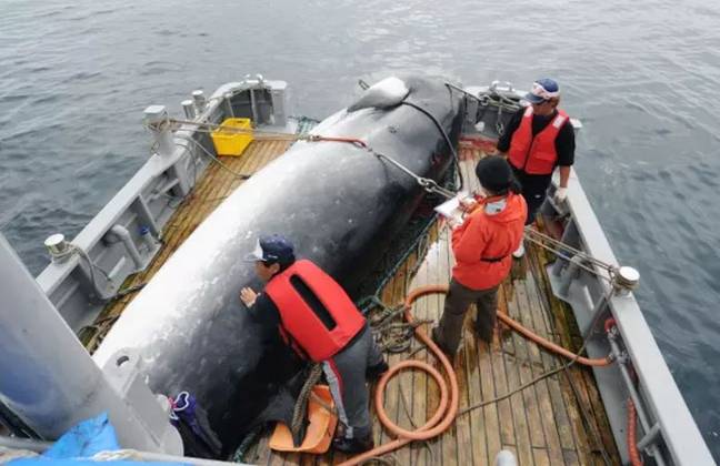 一条小鲸在Kushiro的科学目的后，在港口卸下一条小鲸。学分：PA