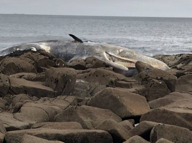 据报道，这是今年今年在爱尔兰洗涤鲸鱼的第三次。学分：NeasaNíChualáin/iwdg