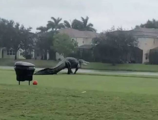 一只巨鳄被发现在佛罗里达的高尔夫球场上漫步。信贷:NBC2