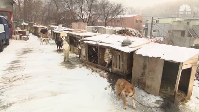 韩国的狗肉农场。学分：NBC