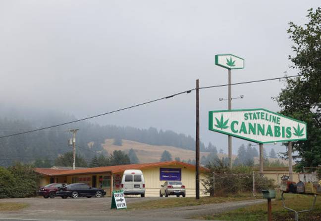 一个标语，说“统计大麻”可以在俄勒冈州和加利福尼亚州州边界的布鲁金斯附近的101号公路上看到。信用：PA“loading=