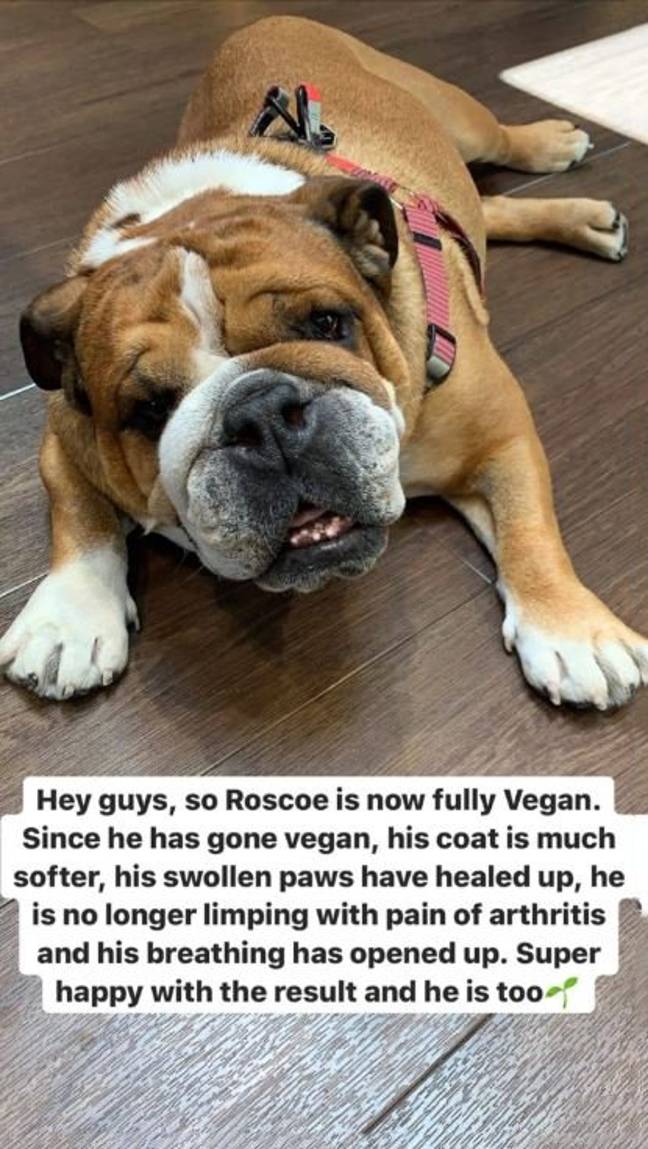 汉密尔顿表示，由于他的素食饮食，Roscoe是更健康的。信用：Instagram / Roscoelovescoco
