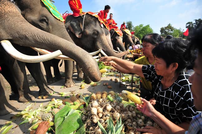 人们在国家大象日在泰国养活大象。信用：PA