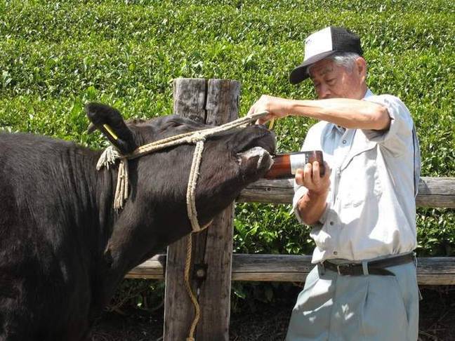 Tochigi先生通过给予他们瓶装啤酒来培养牛。信贷：jnto.