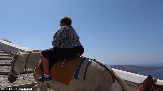 希腊政府最近禁止任何比100公斤重的人（15石头，10磅）骑驴