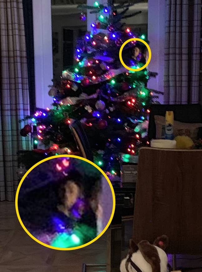梅兰妮·斯科尔斯（Melanie Scholes）声称已经为圣诞树拍了照片，当时她发现脸上凝视着她。信用：肯尼迪新闻和媒体必威备用网“width=