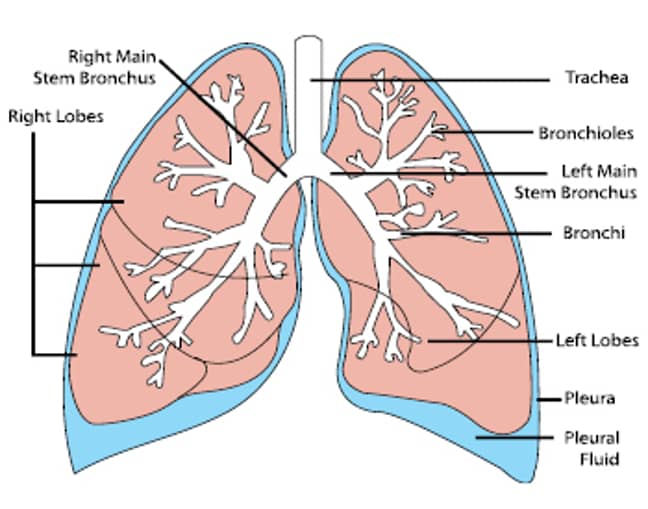 肺图。学分：Wikimedia Commons“loading=