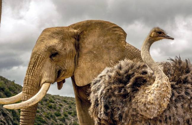 九岁的大象在南非的储备家庭被占用。信贷：迎合