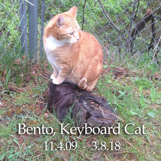 RIP，Bento。信用：Facebook /键盘猫