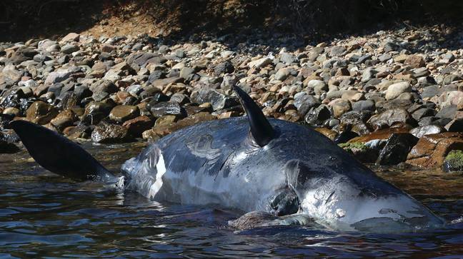 怀孕的鲸鱼胃中有22公斤塑料。信用：Seame Sardinia