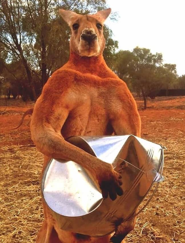 这就是Hench kangaroos的能力。信用：袋鼠庇护所/Facebook