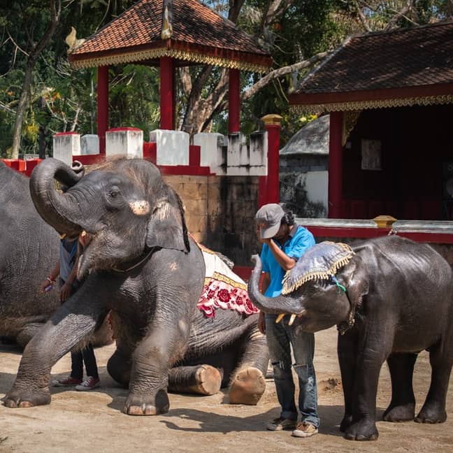 今年早些时候，发现年轻的大象被殴打并被迫在普吉岛表演。信用：移动动物
