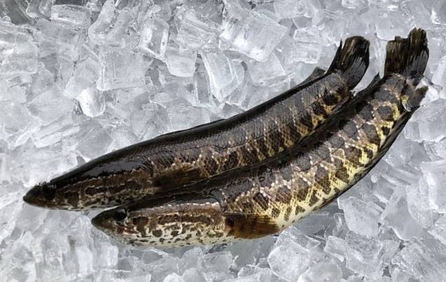 人们被告知杀死并冻结北部蛇的鱼。信用：乔治亚州DNR