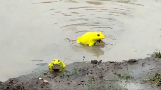 明亮的黄青蛙被发现出在印度的一些水中跳出来。信用：果酱按“loading=