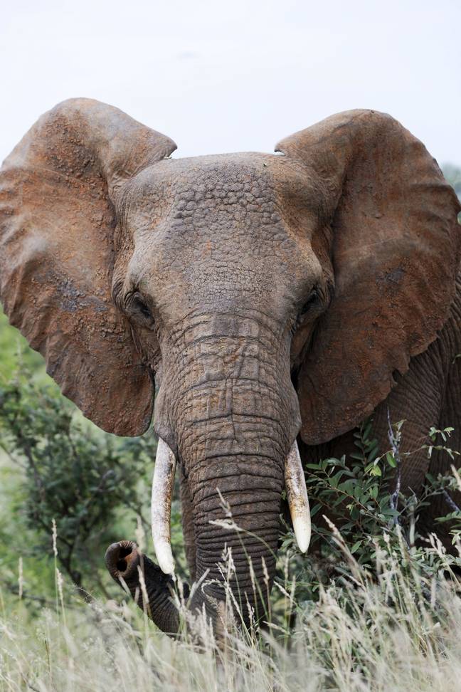 南非的大象。信用：PA