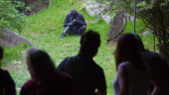 当大猩猩在动物园的孩子们面前进行口交时，父母感到恐惧