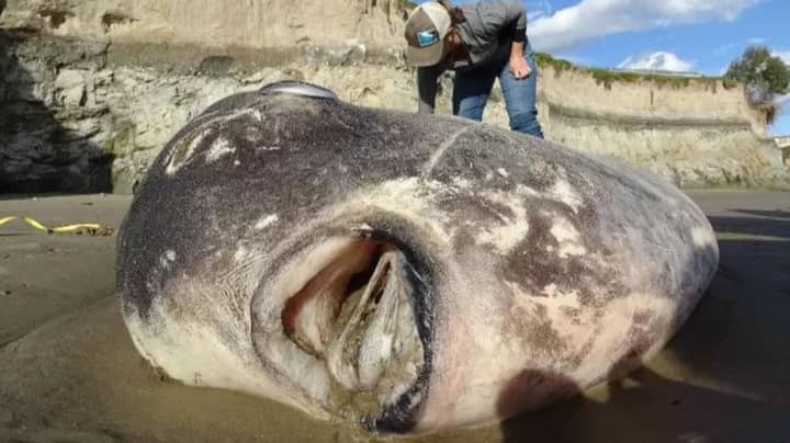 专家解决了在美国海滩上冲洗过的奇异的7英尺鱼的神秘