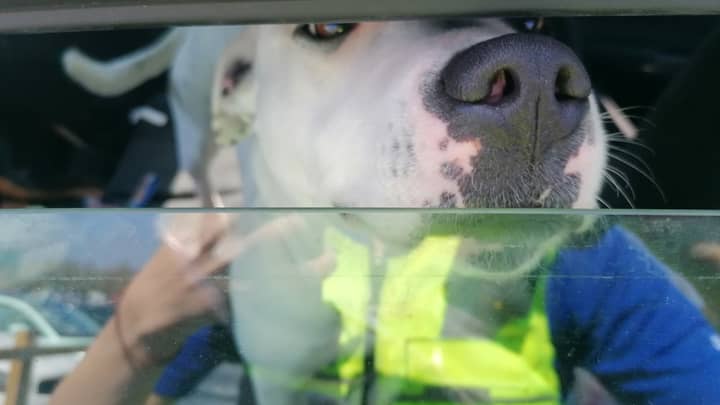 警察营救了两只狗在车主购物时留下过热的汽车