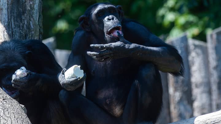 科学家见证了黑猩猩第一次杀死大猩猩