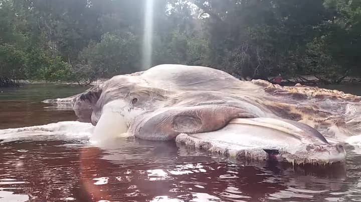 怪异的50英尺长的海洋生物的奥秘，出现在印尼海滩上