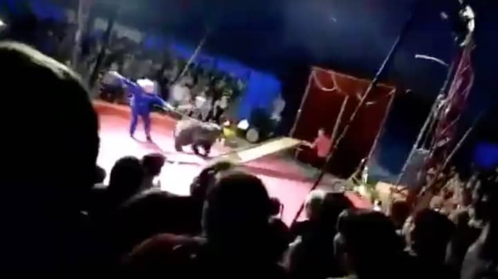 俄罗斯马戏团熊在被棍棒殴打后攻击其处理者