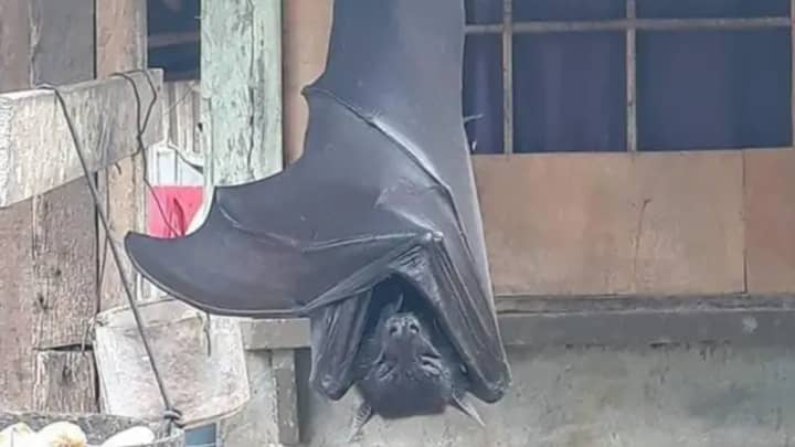 恐怖的“人类大小蝙蝠”的“假”图片原来是真实的