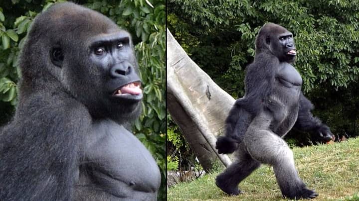 大猩猩借此机会在动物园里为摄像机摆姿势