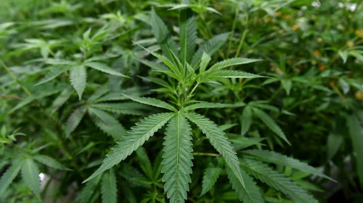 新南威尔士州绿党已经提出了将全州大麻合法化的法案