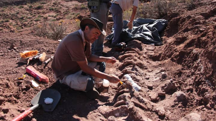 在阿根廷发掘的可能是有史以来最大的恐龙