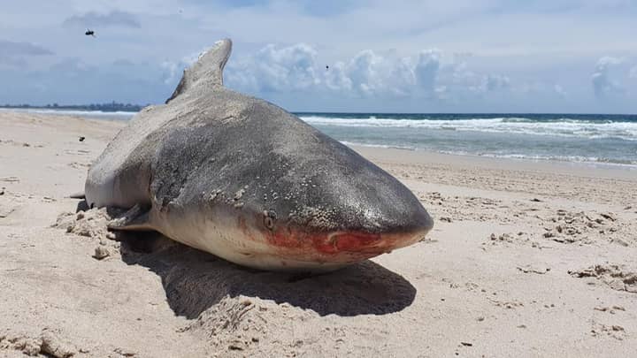 一半的鲨鱼在澳大利亚海滩上洗净