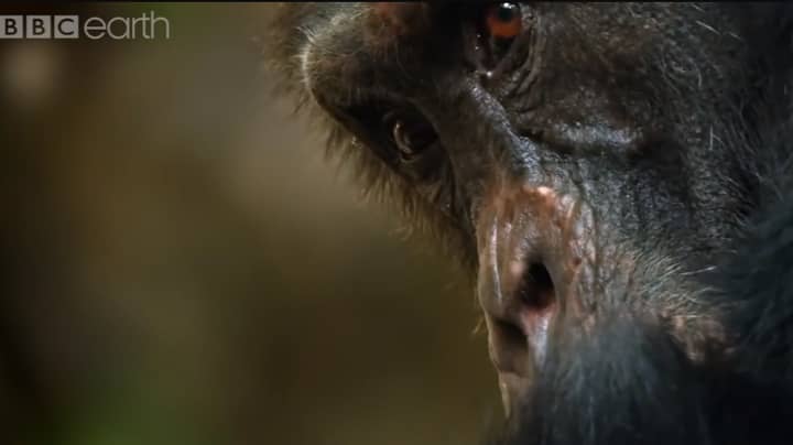 “王朝”黑猩猩部落的令人痛苦的故事
