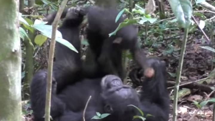 令人心动的镜头显示黑猩猩和婴儿一起玩“飞机”