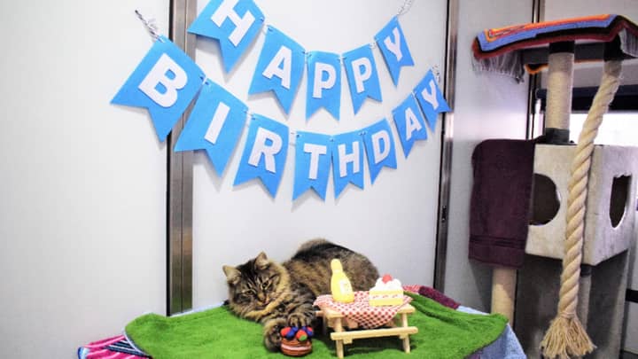 猫找家后没有人参加她的生日聚会