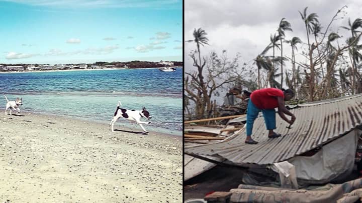 波多黎各海滩上的数百只狗在玛丽亚飓风中幸存下来