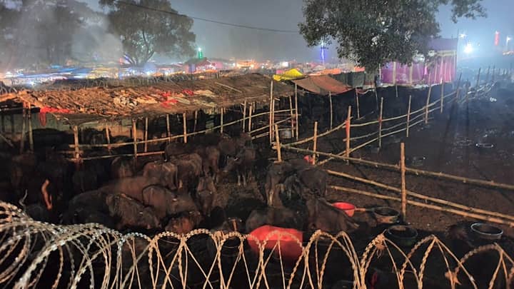 世界上最大的动物牺牲节从尼泊尔开始，死亡3500个布法罗