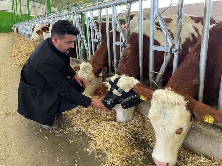 牛给了虚拟现实耳机，所以他们认为自己在外面