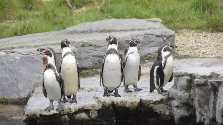 冰岛正在将企鹅酒吧的所有利润捐赠给切斯特动物园