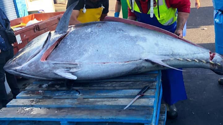 破纪录的271公斤金枪鱼鱼被新南威尔士州海岸捕获