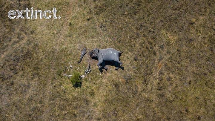 屠宰大象的震惊照片显示了偷猎的真正恐怖