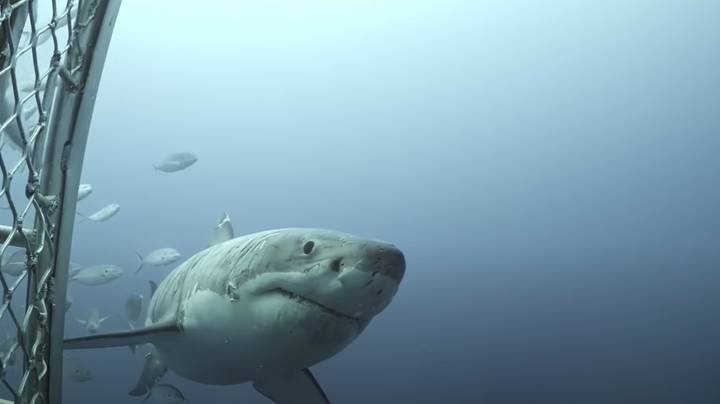 令人难以置信的镜头展示“世界上最受欢迎的”大鲨鱼