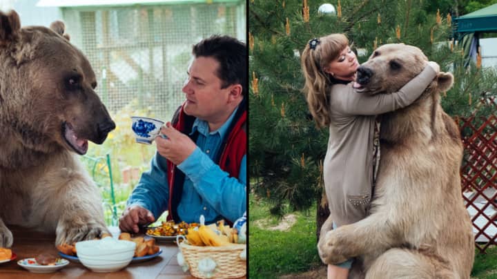 俄罗斯夫妇将熊当作宠物，因为他们不怕死亡