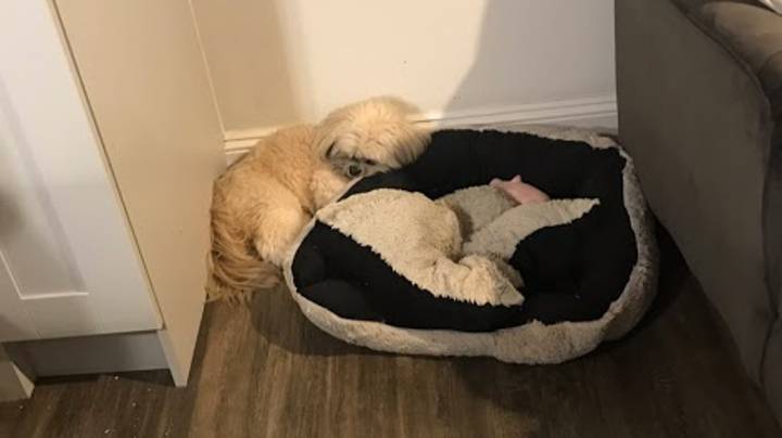 狗在靠垫上留下了睡眠空间，为他最好的小狗朋友去世了“width=