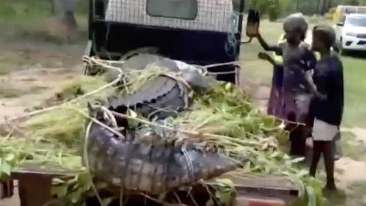 澳大利亚北部警察将600公斤的鳄鱼扔进监狱，原因是它吃狗