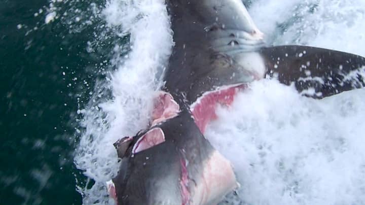 两个伟大的白鲨在疯狂的袭击中咬住巨型块